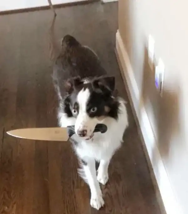 Meme chó cầm dao avatar hợp mọi trạng thái