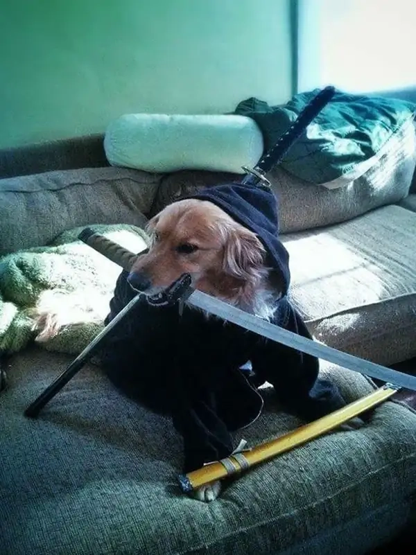 Meme chó cầm dao bá đạo mang nét tinh quái