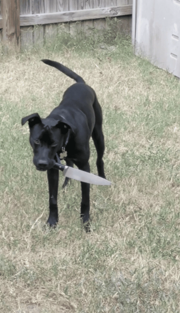 Ảnh meme chó cầm dao nhìn vừa đáng yêu vừa troll