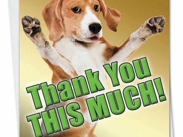 Meme chó cảm ơn với biểu cảm dễ thương tự nhiên