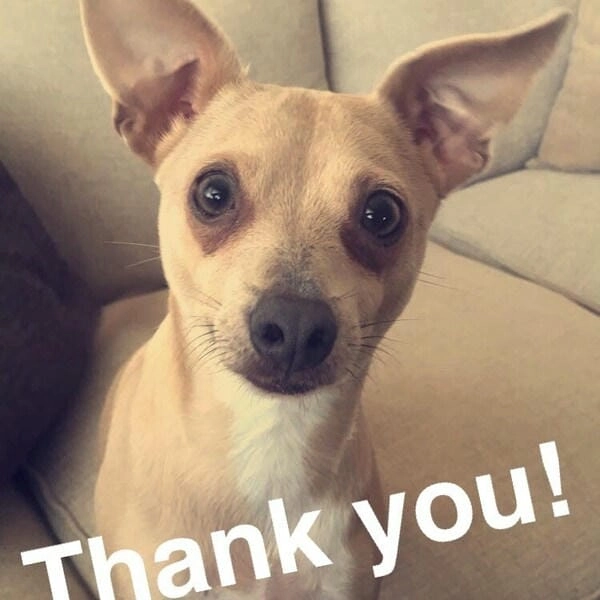 Meme chó cảm ơn hài hước khiến ai cũng mỉm cười