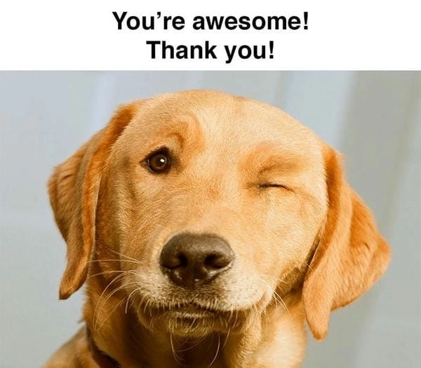 Meme chó cảm ơn vui nhộn giúp lan tỏa năng lượng