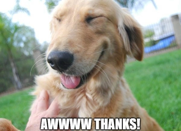 Meme chó cảm ơn avatar hợp mọi trạng thái cảm xúc