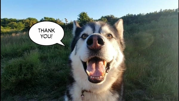 Meme chó cảm ơn độc lạ tạo dấu ấn khác biệt