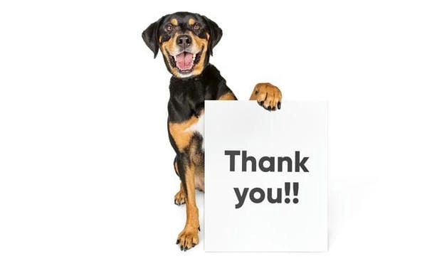 Meme chó cảm ơn mới nhất đang được yêu thích