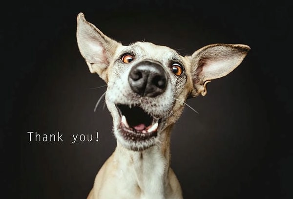 Meme chó cảm ơn giải trí giúp thư giãn nhanh