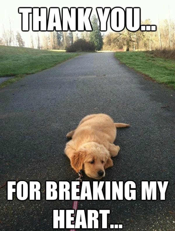 Meme chó cảm ơn ghép tạo hiệu ứng cực thú vị