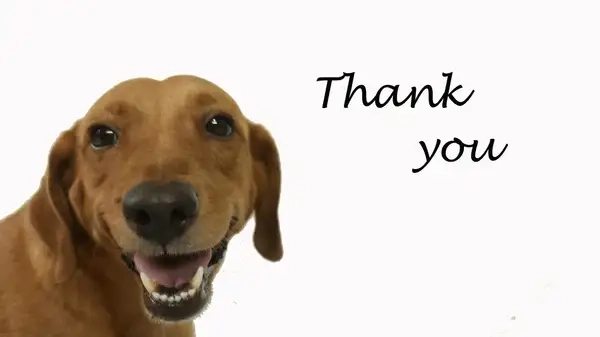 Meme chó cảm ơn poster nổi bật phong cách riêng