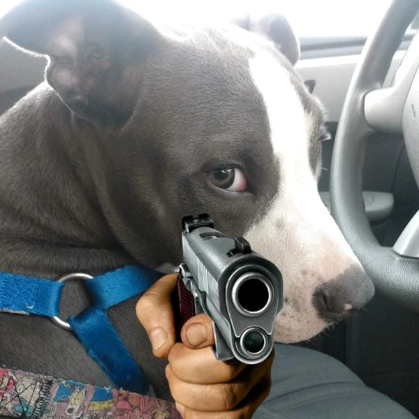 Hình ảnh meme chó cầm súng cực lầy