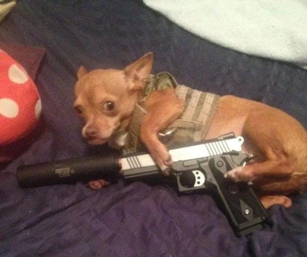 Hình meme chó cầm súng phong cách troll