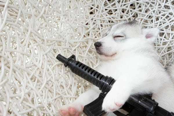 Meme chó cầm súng vui nhộn gây cười