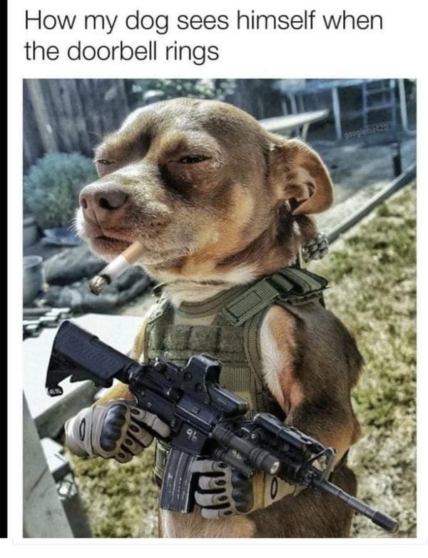 Meme chó cầm súng bựa khiến ai cũng bật cười