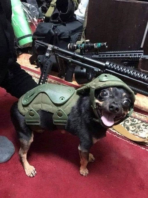 Meme chó cầm súng hot được chia sẻ nhiều