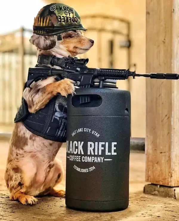 Meme chó cầm súng giải trí nhẹ nhàng