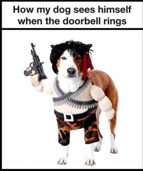 Ảnh meme chó cầm súng nhìn lạnh mà vui