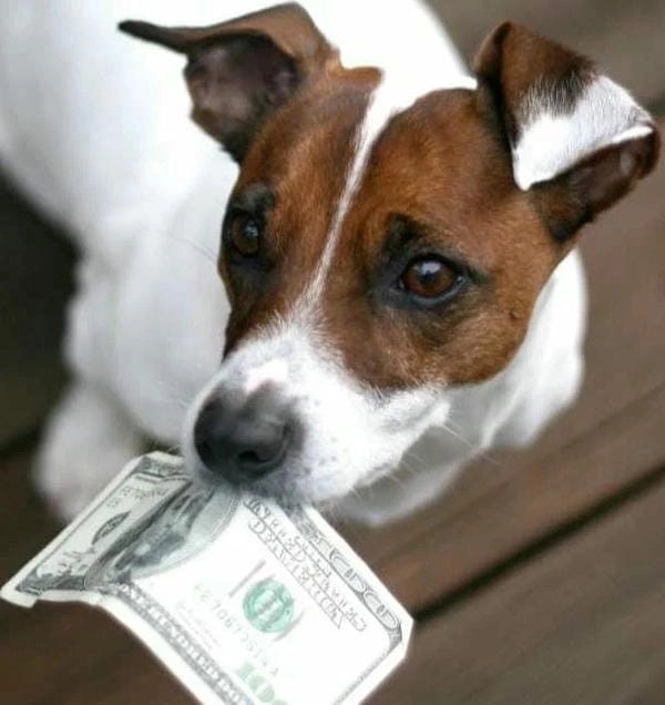 Meme chó cầm tiền hài hước mang tiếng cười