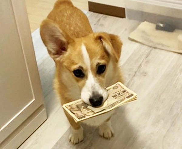 Meme chó cầm tiền giải trí mang cảm giác vui