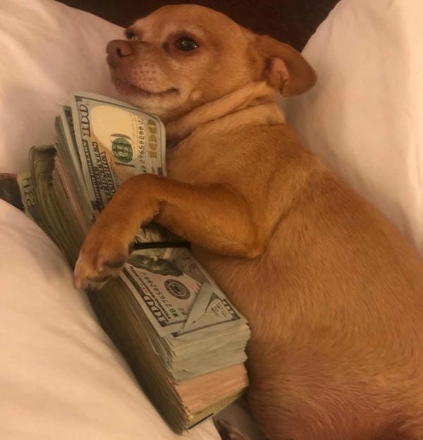 Meme chó cầm tiền giàu sang và phong cách