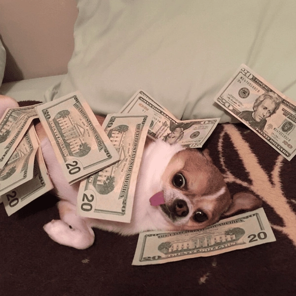 Meme chó cầm tiền troll nhìn cực tinh nghịch