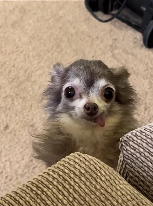 Meme chó chihuahua với biểu cảm cực hài hước