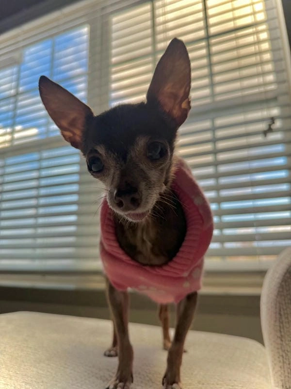 Ảnh meme chó chihuahua nhìn vừa dễ thương vừa lầy