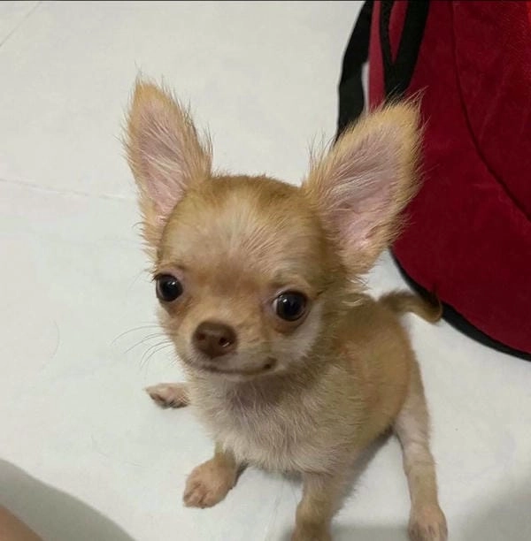 Hình ảnh meme chó chihuahua phong cách bá đạo