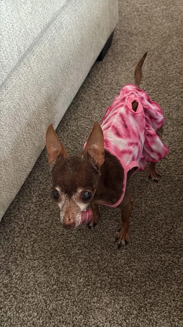 Meme chó chihuahua hài hước khiến ai cũng cười