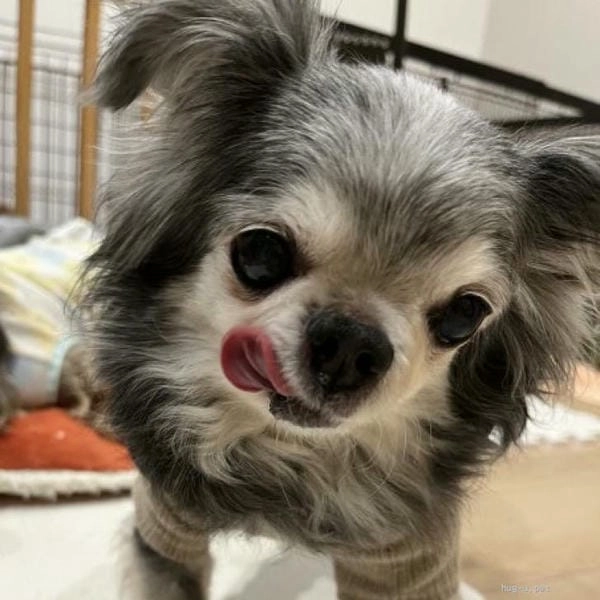 Meme chó chihuahua vui nhộn mang vibe tinh nghịch