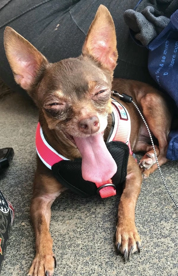 Meme chó chihuahua lầy nhìn là muốn cười luôn