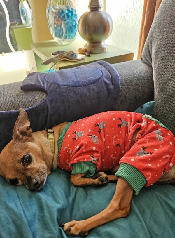 Meme chó chihuahua anime phong cách dễ thương