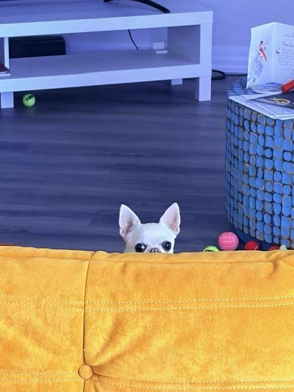 Meme chó chihuahua avatar hợp mọi mood