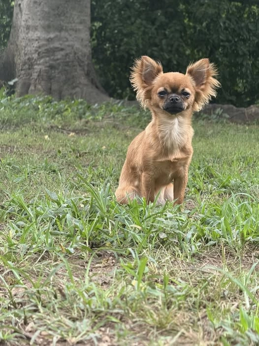 Meme chó chihuahua cười vui nhộn gây ấn tượng