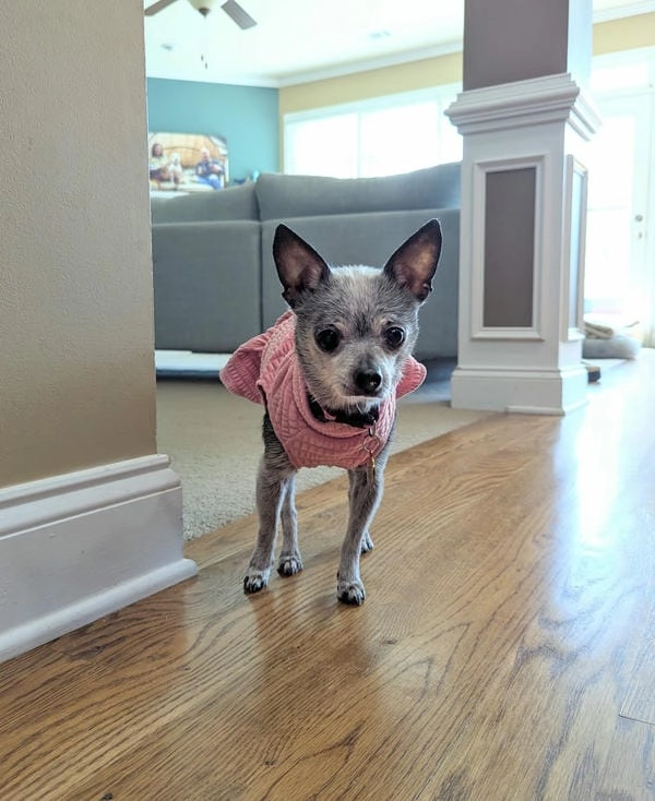 Meme chó chihuahua bá đạo tạo vibe thú vị