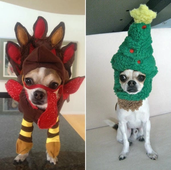 Meme chó chihuahua độc lạ thu hút mọi ánh nhìn