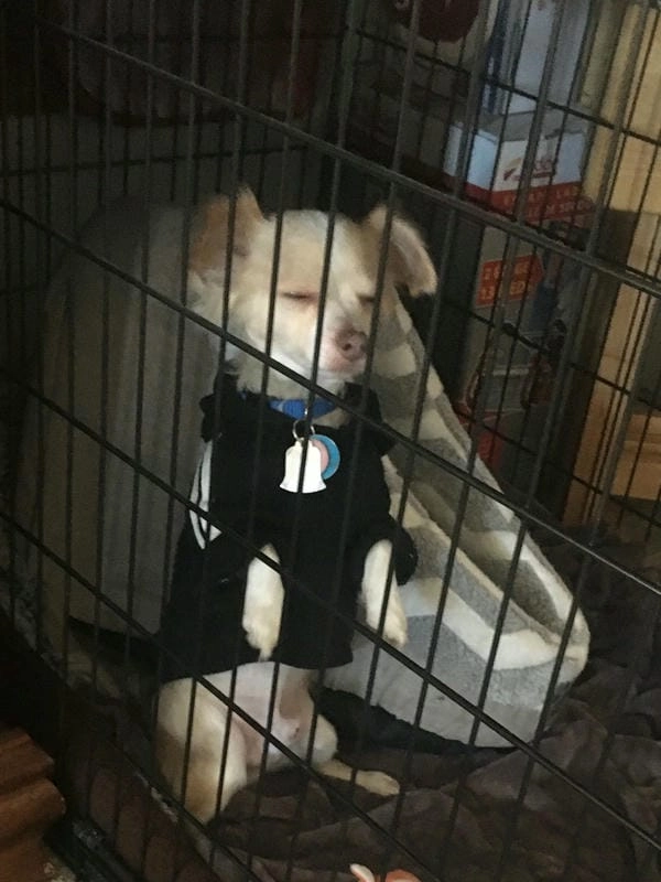 Meme chó chihuahua mới nhất đang hot trend