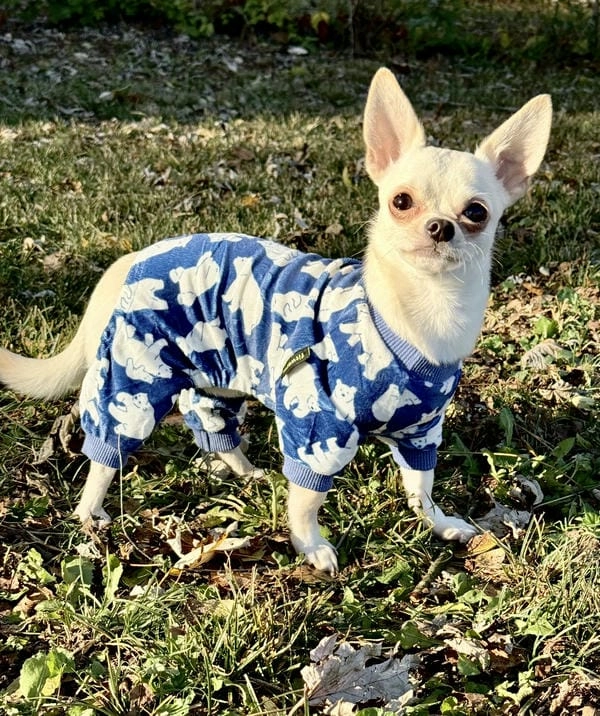 Meme chó chihuahua art với nét vẽ sinh động