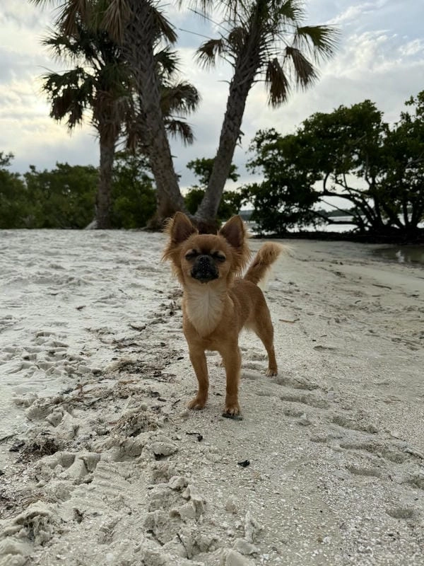 Meme chó chihuahua vẽ cực lầy và đáng yêu