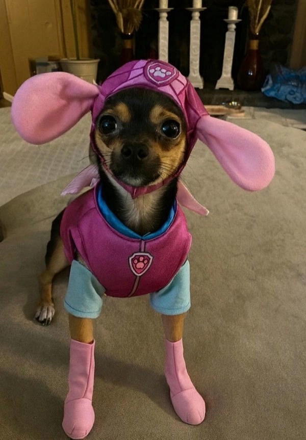 Meme chó chihuahua giải trí mang tiếng cười