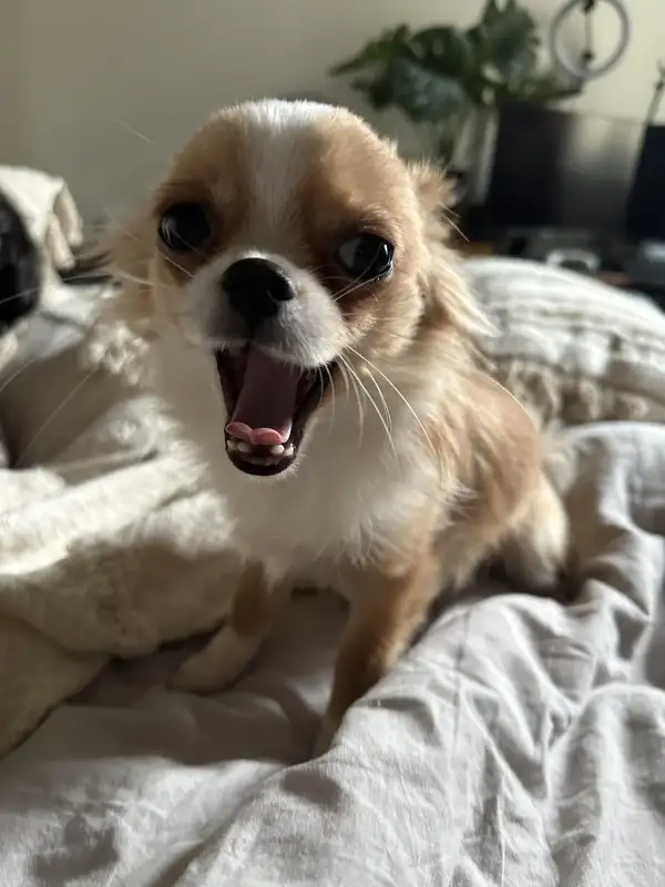 Meme chó chihuahua chế theo kiểu dí dỏm