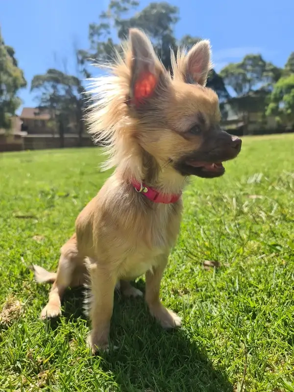 Meme chó chihuahua troll với biểu cảm bá đạo