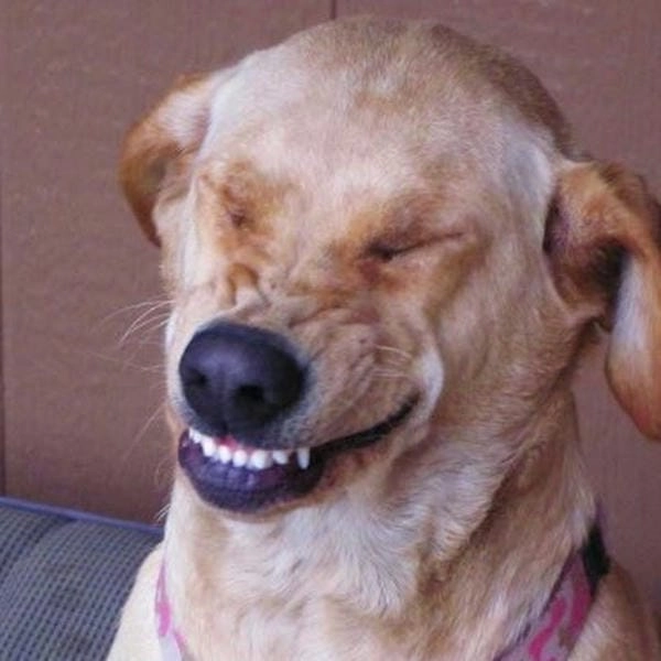 Meme chó cười với biểu cảm gây cười khó cưỡng