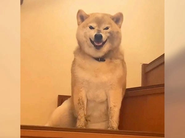 Hình ảnh meme chó cười ghi lại khoảnh khắc vui nhộn