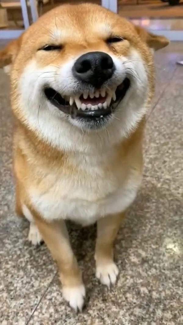 Hình meme chó cười với nụ cười độc đáo đáng nhớ
