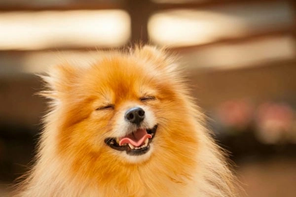 Meme chó cười hài hước khiến cảm xúc bùng nổ