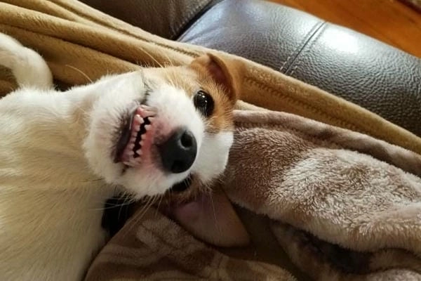 Meme chó cười vui nhộn tạo không khí đầy năng lượng