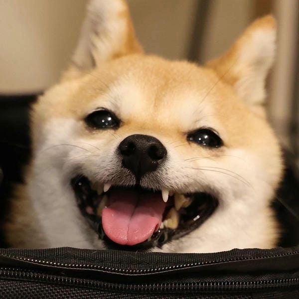 Meme chó cười chế khiến tình huống thêm vui