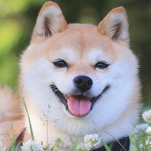 Meme chó cười troll tạo vibe cà khịa cực gắt