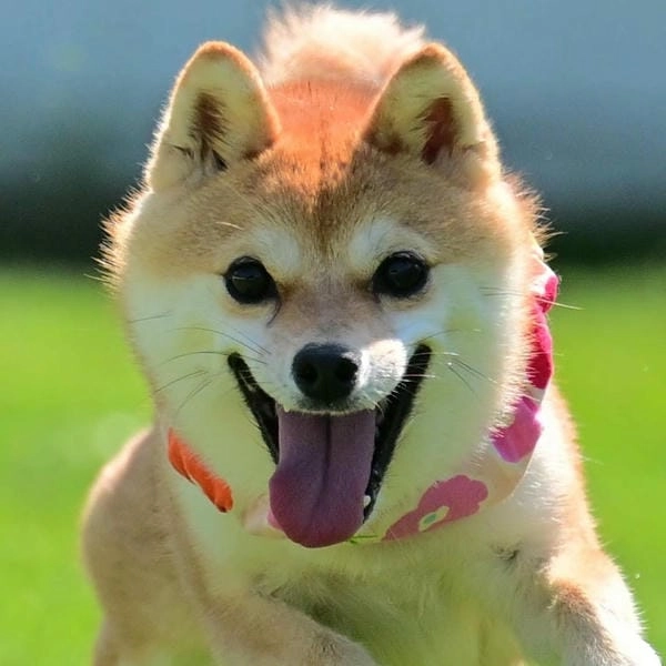Meme chó cười nhe răng nhìn vừa buồn cười vừa đáng yêu