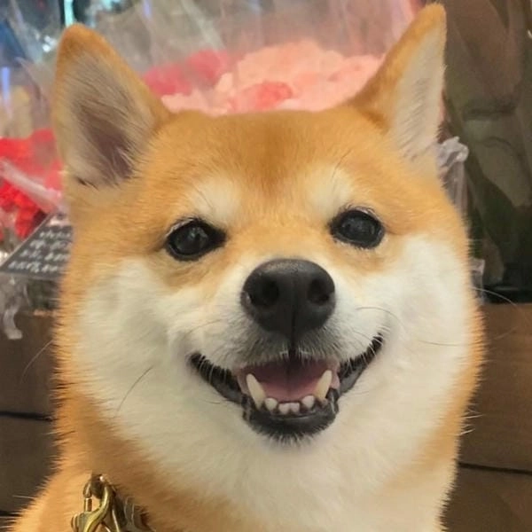 Meme chó cười avatar cực hợp dùng để troll bạn bè