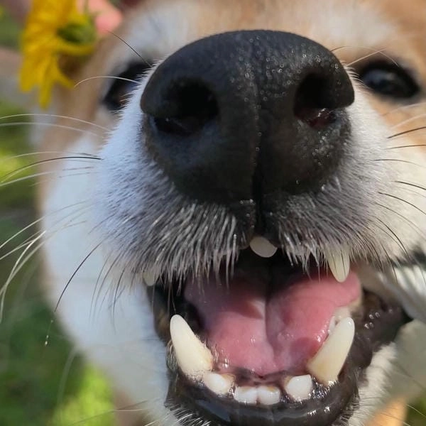 Meme chó cười bá đạo mang thần thái khó lẫn